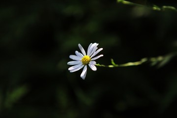 小花 花朵