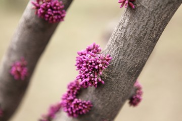 紫荆花