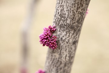 紫荆花