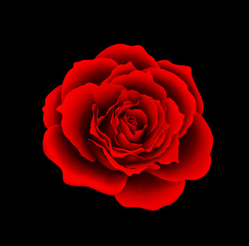 玫瑰花