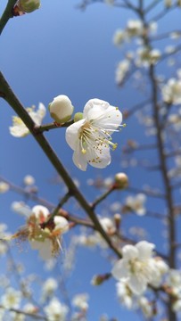 梅花 花蕊 花苞 盛开