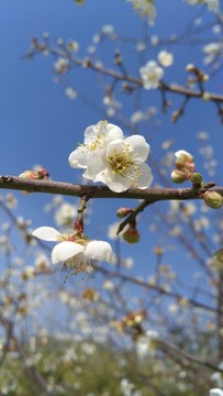 梅花 花苞