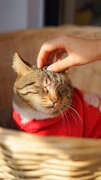 猫咪