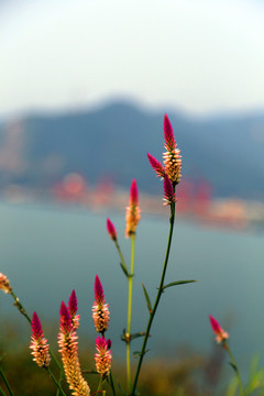 植物花