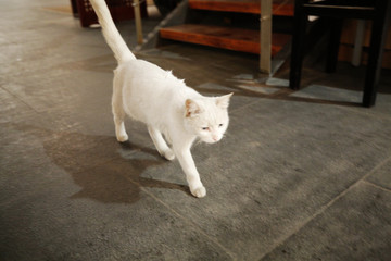 四处蹓跶的小白猫