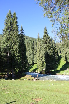 松树 松树林 草地