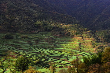 篁岭梯田