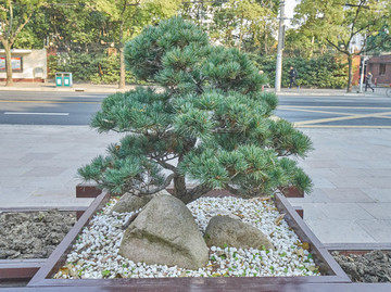 松树盆景