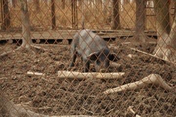 黑野猪