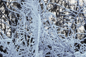 雪景