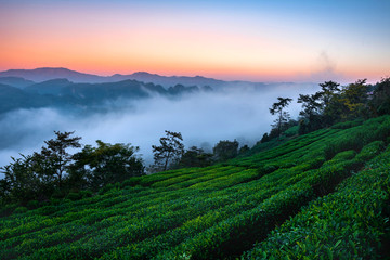 云海山谷茶园