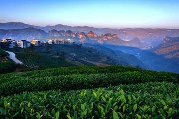 新昌十九峰 远山茶园