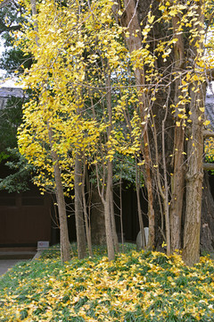 眉山三苏祠庭院 银杏树黄叶