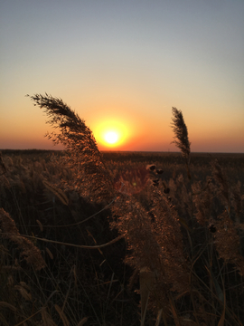 夕阳与芦苇