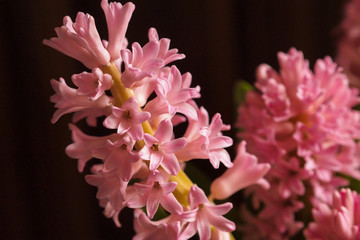 风信子 鲜花 花卉