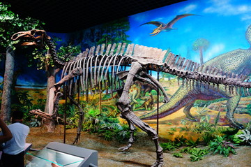 内蒙古博物院恐龙化石