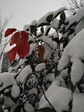 雪中红叶