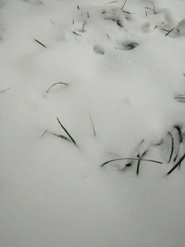 雪地