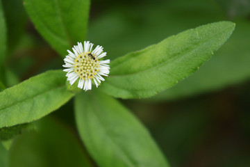 白花墨旱蓮花