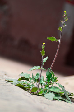 一颗小草