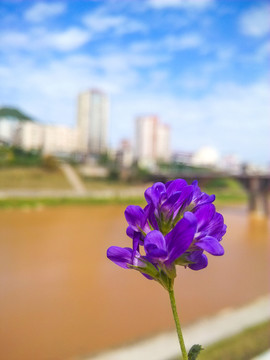 紫花 城市