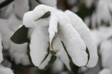 落雪树叶