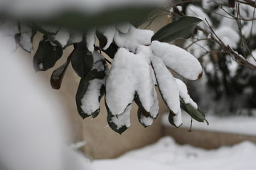 落雪树叶