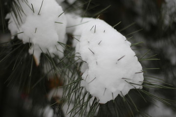 落雪松树特写