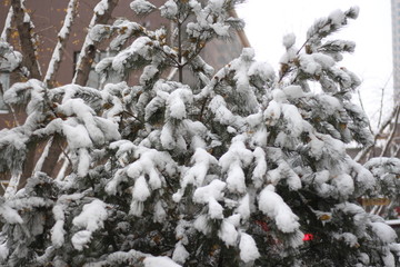 落雪树枝