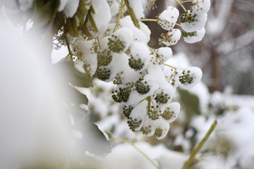 落雪的花朵