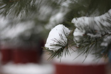 落雪树枝