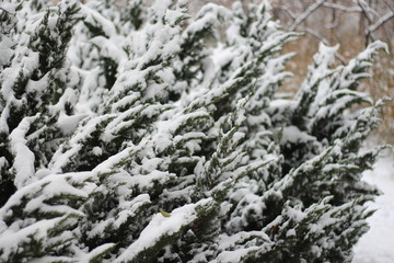 落雪树木