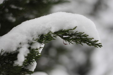 落雪的树枝