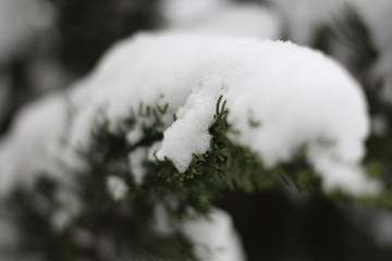 落雪的树枝