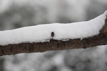 落雪树枝