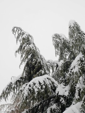 雪松