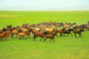 草原奔跑的马群