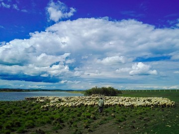 额尔古纳河边的羊群