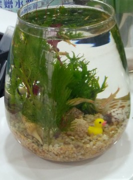 西安 隨手 動物 風景