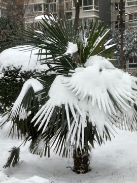 西安 北郊 北辰大道周边 雪景