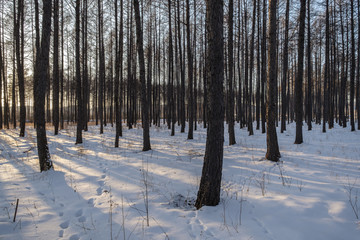 雪后松树林