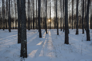 雪后松树林