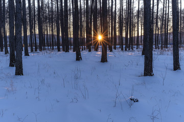 雪后松树林