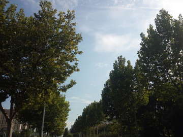 湛蓝天空下的树木