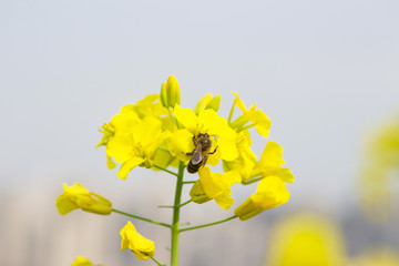 油菜花上的蜜蜂