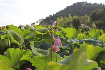 荷花池