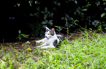 公园里的花猫