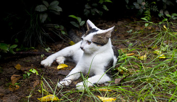 躺着休息的花猫