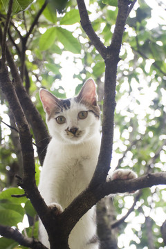 树上玩耍的花猫