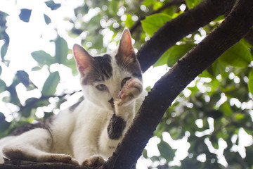 树上玩耍的花猫